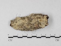 藏品(絲齒菌屬)的圖片