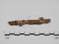 藏品(附毛菌屬)的圖片