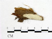 藏品(樹狀皮革菌屬)的圖片