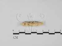 藏品(栓菌屬)的圖片