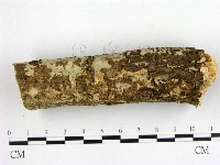 藏品(燈籠囊擬射脈菌)的圖片