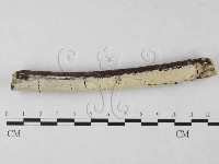 藏品(絲齒菌屬)的圖片