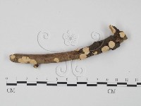 藏品(韌革菌屬)的圖片