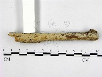 藏品(顯絲菌屬)的圖片