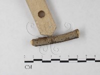 藏品(刺革菌屬)的圖片