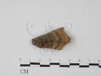 藏品(蠔韌革菌)的圖片