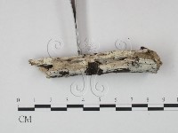 藏品(冇骨消絲齒菌)的圖片