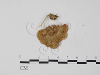 藏品(韌革菌屬)的圖片