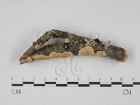 藏品(銳孔菌屬)的圖片