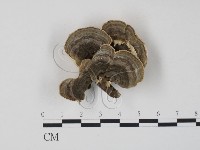 藏品(雲芝)的圖片