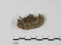 藏品(雲芝)的圖片