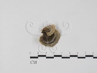 藏品(雲芝)的圖片