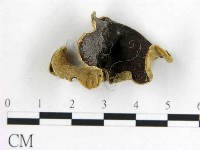 藏品(毛木耳)的圖片