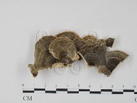 藏品(雲芝)的圖片