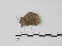 藏品(雲芝)的圖片