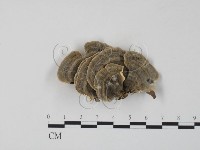 藏品(雲芝)的圖片