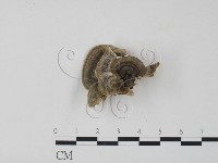 藏品(雲芝)的圖片