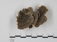 藏品(雲芝)的圖片