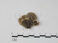 藏品(雲芝)的圖片