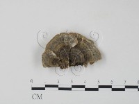 藏品(雲芝)的圖片