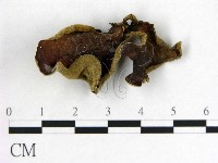 藏品(毛木耳)的圖片