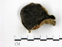 藏品(毛木耳)的圖片