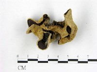 藏品(毛木耳)的圖片