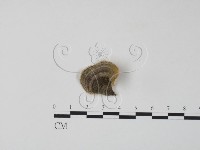 藏品(雲芝)的圖片