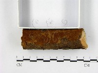 藏品(刺革菌屬)的圖片