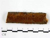 藏品(刺革菌屬)的圖片