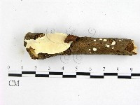 藏品(乾酪菌屬)的圖片