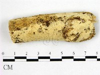 藏品(絲齒菌屬)的圖片