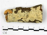 藏品(叉絲革菌屬)的圖片