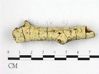 藏品(絲齒菌屬)的圖片