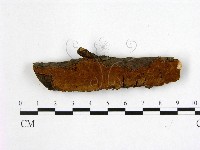 藏品(刺革菌屬)的圖片