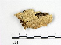 藏品(附毛菌屬)的圖片