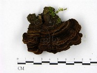 藏品(木層孔菌屬)的圖片