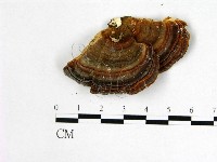 藏品(栓菌屬)的圖片