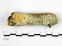 藏品(剛毛絲皮菌)的圖片