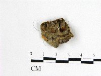 藏品(雲芝)的圖片