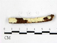 藏品(絲皮菌屬)的圖片