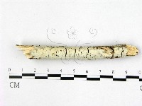 藏品(射脈菌屬)的圖片