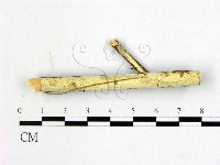 藏品(叉絲革菌屬)的圖片