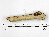 藏品(刺皮菌屬)的圖片