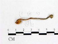 藏品(小皮傘屬)的圖片