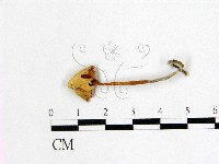 藏品(小皮傘屬)的圖片