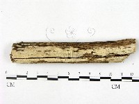 藏品(顯絲菌屬)的圖片