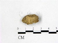 藏品(射脈菌屬)的圖片