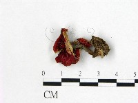 藏品(紅菇屬)的圖片