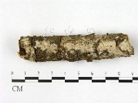 藏品(顯絲菌屬)的圖片